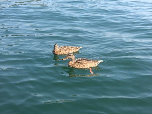 ducks